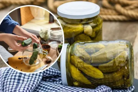 Przygotowanie ogórków kiszonych. W tle słoiki z ogórkami, a na pierwszym planie ręce wkładające ogórka do słoika. Dowiedz się, ile pasteryzować sałatkę z ogórków.