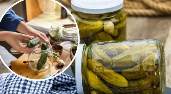 Przygotowanie ogórków kiszonych. W tle słoiki z ogórkami, a na pierwszym planie ręce wkładające ogórka do słoika. Dowiedz się, ile pasteryzować sałatkę z ogórków.